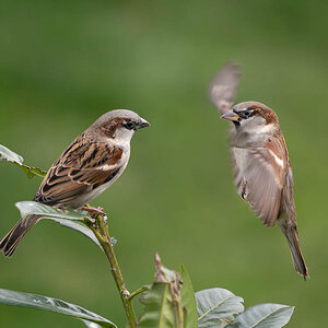 P1080143-2.jpg