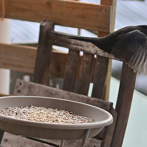 Amsel-Abflug.jpg