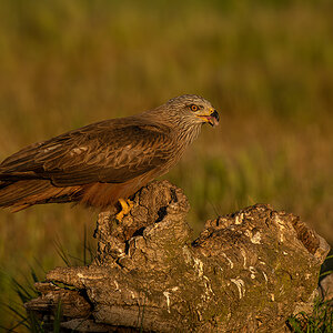 _85G5270-Verbessert-NR.jpg