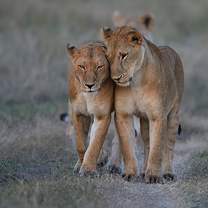 _5RG9442_20180719_065114_768Masai Mara 2018.jpg