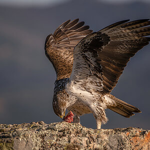_NZ96723-Verbessert-NR.jpg