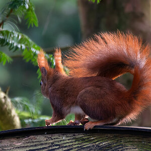 Eichhörnchen 2.jpg
