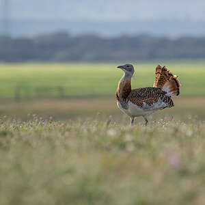 _NZ97564-1200.jpg