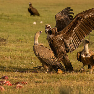 _NZ90456-1200.jpg
