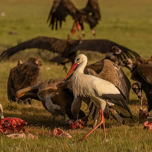 _NZ90611-1200.jpg
