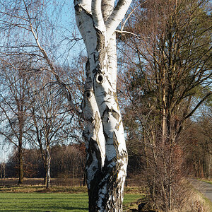 Birkendrall.jpg