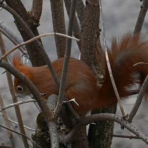 Eichhörnchen_1_crop.jpg
