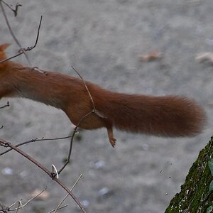 Eichhörnchen_3_crop.jpg
