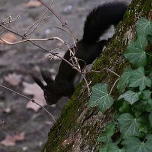 Eichhörnchen_4_crop.jpg