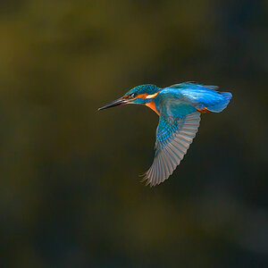 NZ9_2671_Eisi Vorbeiflug IIA_01_2014.jpg