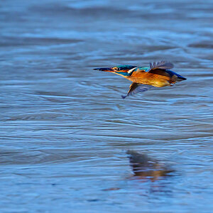 NZ9_2398_Eisi fliegt über dem Eis__IA_01_2024.jpg