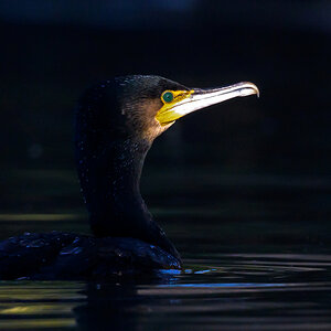 NZ9_2317_Kormoran im Sonnenspot_IA_01_2024.jpg