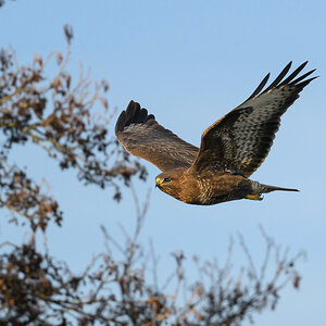 NZ9_6255_Bussard_Kleinmoor IA_01_2023.jpg