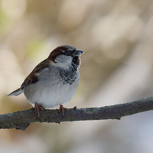 N1162851nikon.jpg