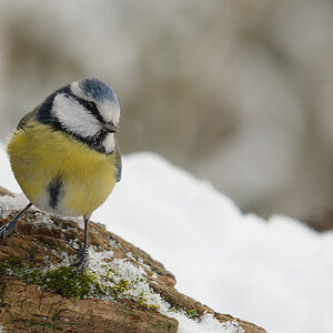 N1183089nikon-2.jpg