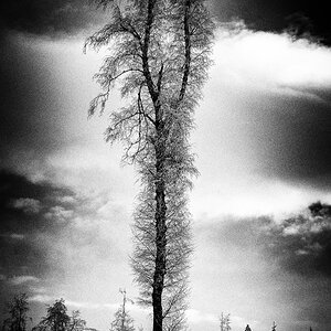 Last Tree Standing