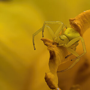 Krabbenspinne220415-1200.jpg