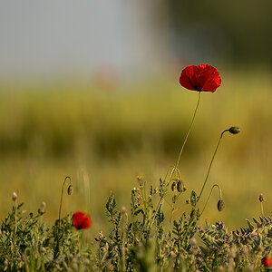 _NZ90252-Wiedehopf-1200.jpg