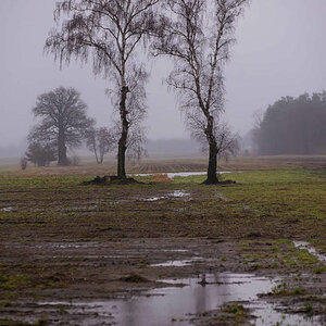 Moorbirken.jpg