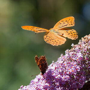 P7183899nikon.jpg