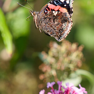 P9118416nikon.jpg