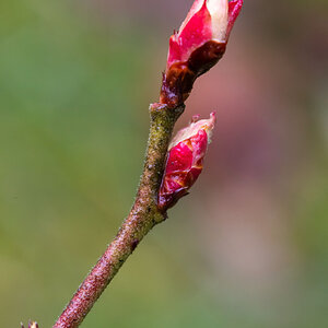 Blaubeerknospen.jpg