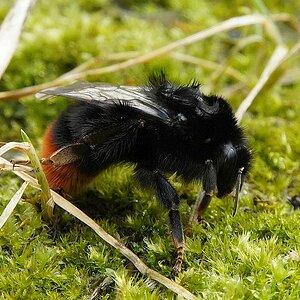 Hummel.jpg
