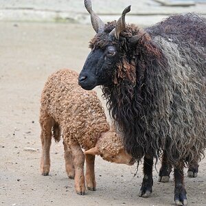 Zackelschaf mit Jungem.jpg