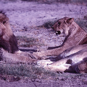 Kenia136Ursprungklein Kopie.jpg