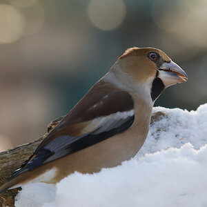 Kernbeisser N1162640nikon.jpg