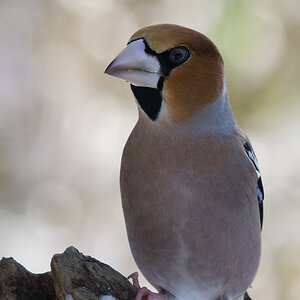 Kernbeisser N1162652nikon.jpg