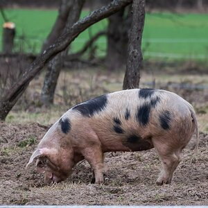 Buntes Bentheimer Landschwein 1.jpg