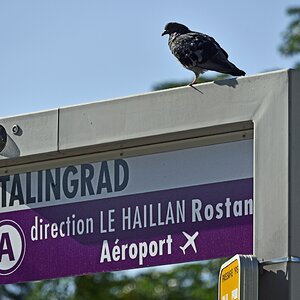 bordeaux_stalingrad.jpg