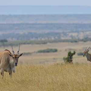 _85R2443_20180718_105106_868Masai Mara 2018-1200.jpg