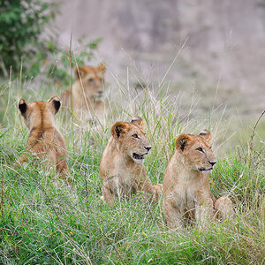 _5RG7506_20180718_173809_897Masai Mara 2018-1200.jpg