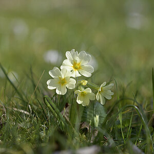 Primula_D500_DSC1440_1280x853.jpg