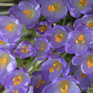 Krokus_D500_DSC1423_10x15.jpg