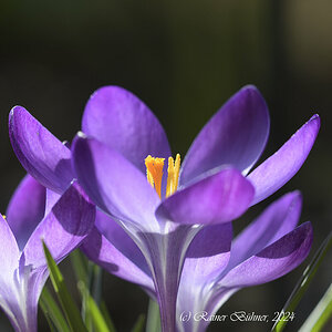 Krokus_D500_DSC1434_10x15.jpg
