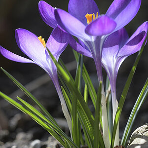 Krokus_D500_DSC1437_10x15.jpg