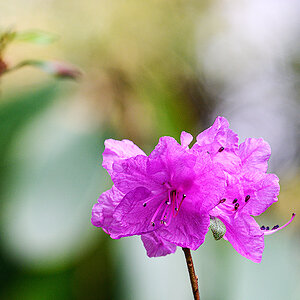 Rhododendron-dauricum.jpg