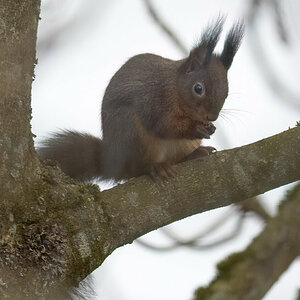 Eichhörnchen_Kastanie.jpg