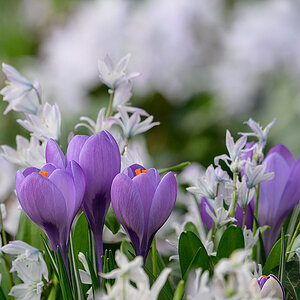 Blumenmeer.jpg