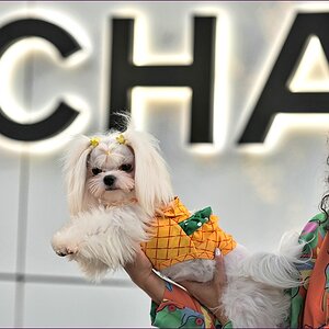 comp_2Chanel-Dog-lumi.jpg