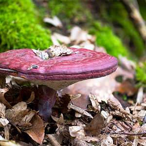 Pilz3.jpg