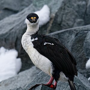 Antarktischer Kormoran.jpg