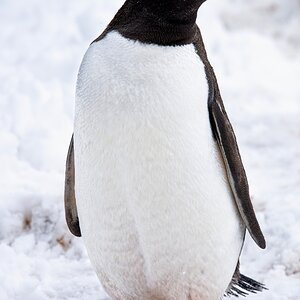 Eselspinguin.jpg
