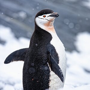 Zügelpinguin.jpg