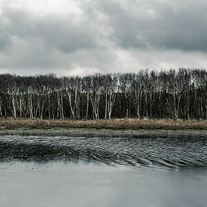 Birken am Wasser