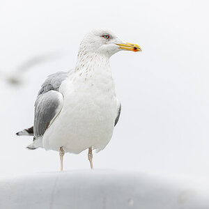 Möwe