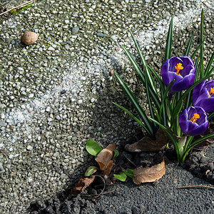 DSC_0286.jpg
